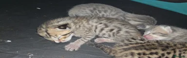 Bengal Kitten 4 spotted brown SOLD