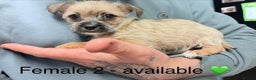 Mixed Breed dogs for sale: Beautiful hybrid Chihuahua puppy’s.  - Advert 7