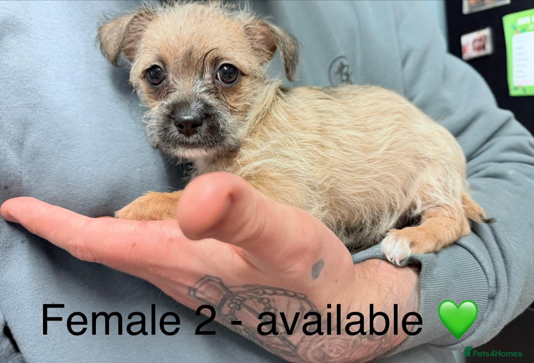 Mixed Breed dogs for sale: Beautiful hybrid Chihuahua puppy’s.  - Advert 7