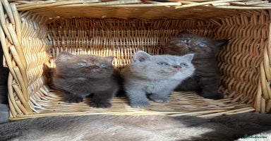 British Shorthair cats - Advert 2