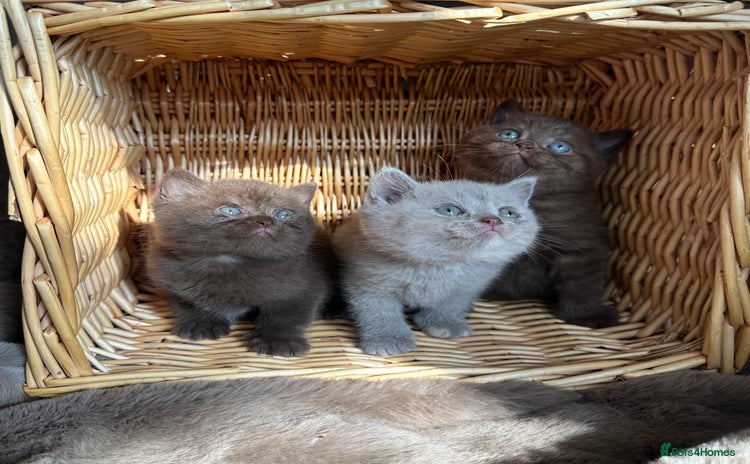 British Shorthair cats - Advert 4