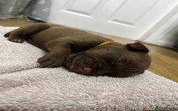 American Bull Staffy dogs for sale: Staffy Bull Puppies - Image 19