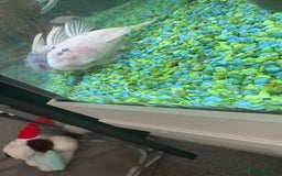 Sharks fish for sale: Silver Bala shark/ 2x snow white pleco - Image 7