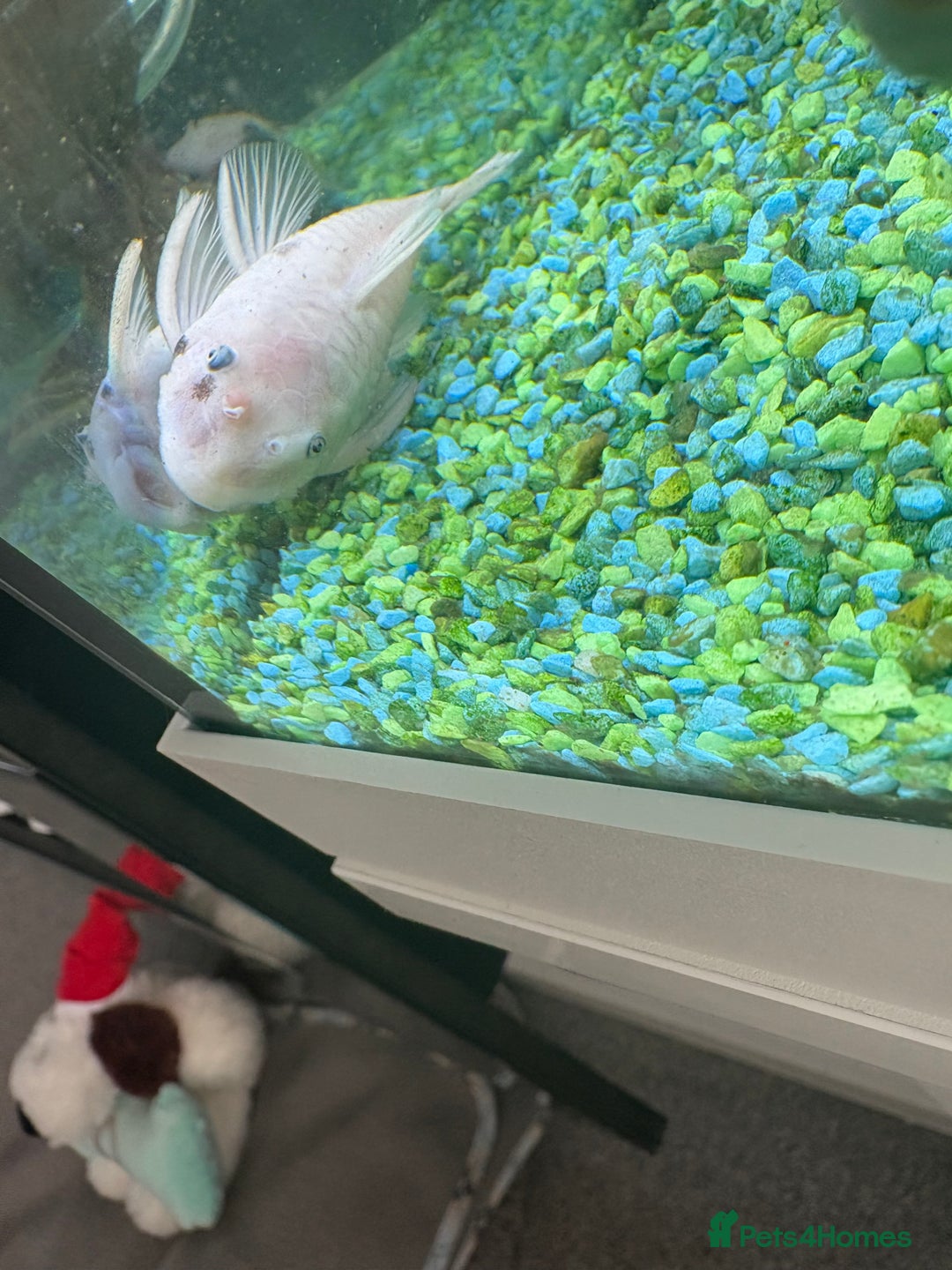 Sharks fish for sale: Silver Bala shark/ 2x snow white pleco - Image 7