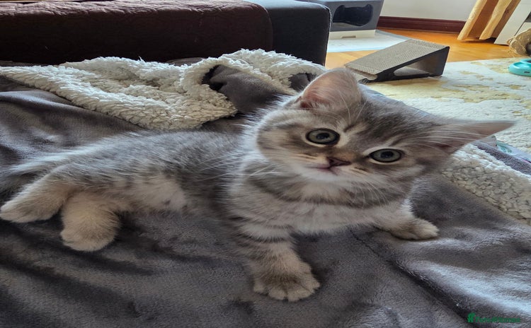 British Shorthair cats - Advert 6