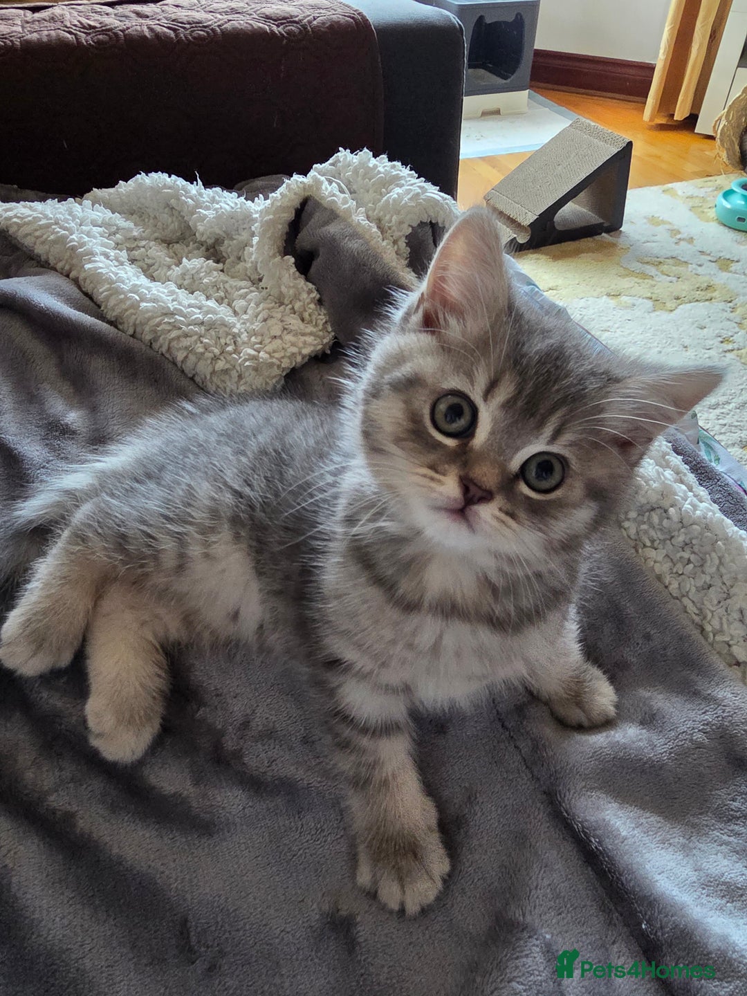 British Shorthair cats for sale:  🐾 Only 1 Adorable British Shorthair Kitten Left! - Advert 1