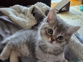 British Shorthair cats 🐾 Only 1 Adorable British Shorthair Kitten Left! - Advert 5