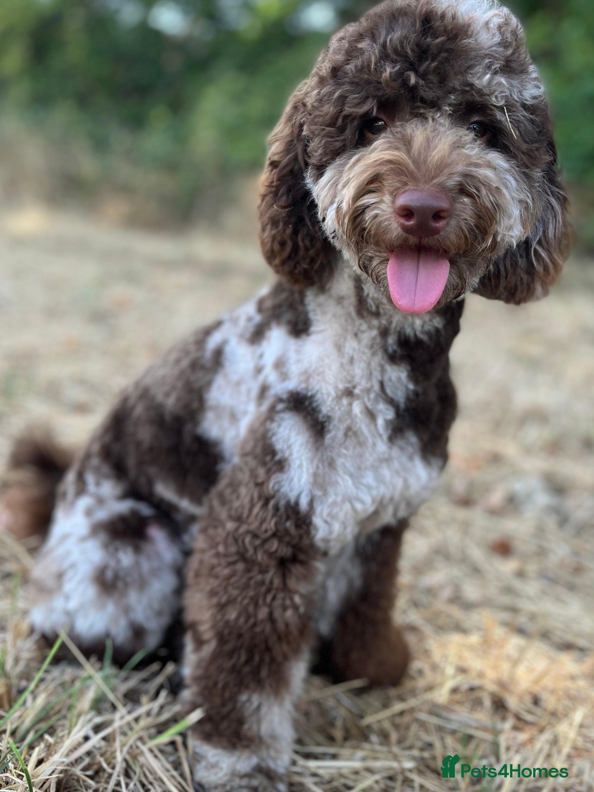 mini merle poodle