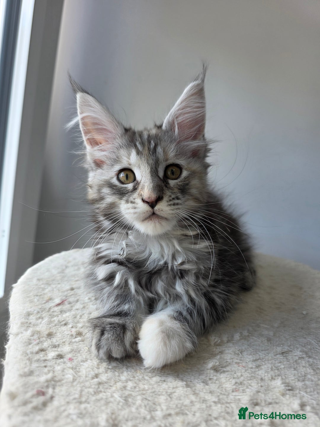 Maine Coon cats for sale: 2 TICA-Registered Maine Coon Kittens Available - Image 9