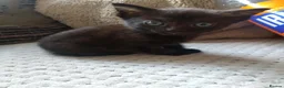 Mixed Breed cats for sale: Kittens ready now  - Advert 5