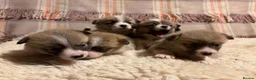 Welsh Corgi Pembroke dogs for sale: 5 Welsh Pembrokeshire Corgis Puppies For sale in Llandysul - Advert 2