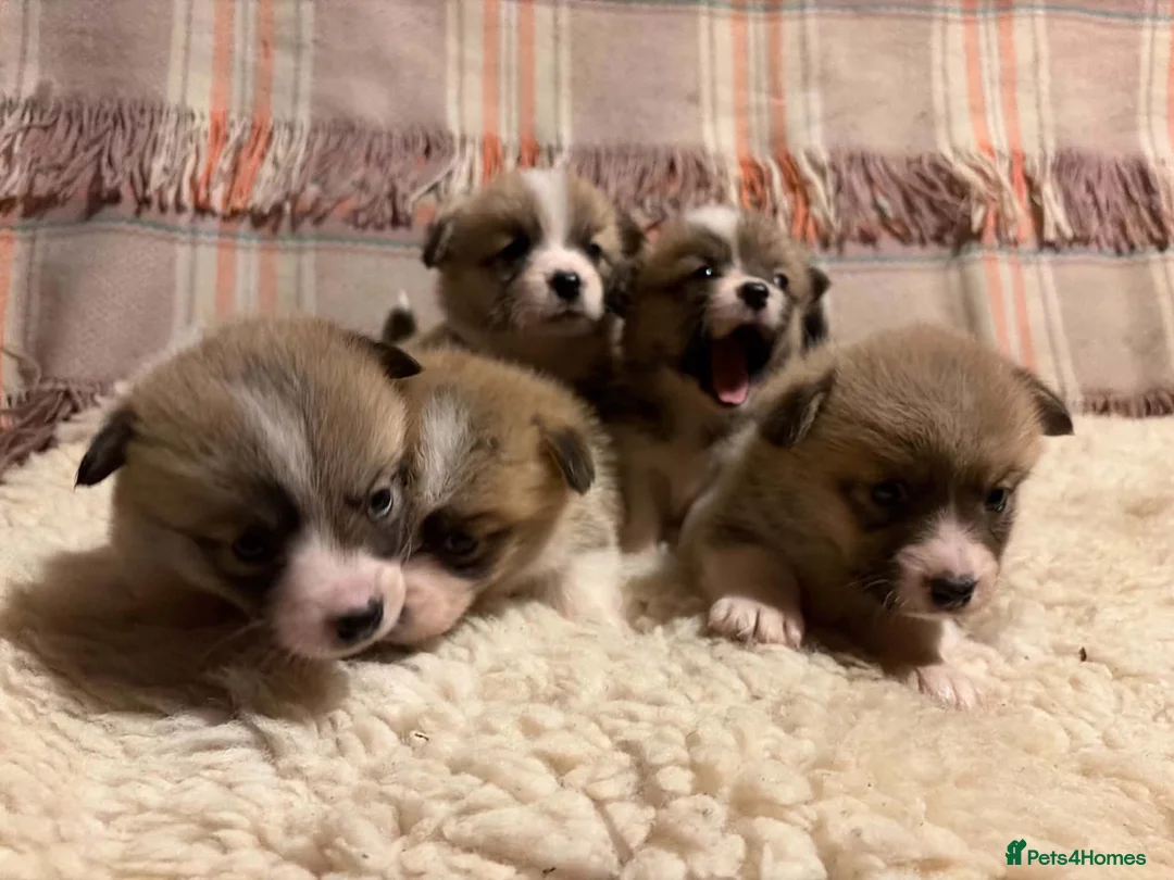 Welsh Corgi Pembroke dogs for sale: 5 Welsh Pembrokeshire Corgis Puppies For sale in Llandysul - Advert 2
