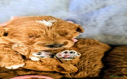 Cockapoo dogs for sale: GENUINE F1B COCKAPOO PUPPIES  - Image 31