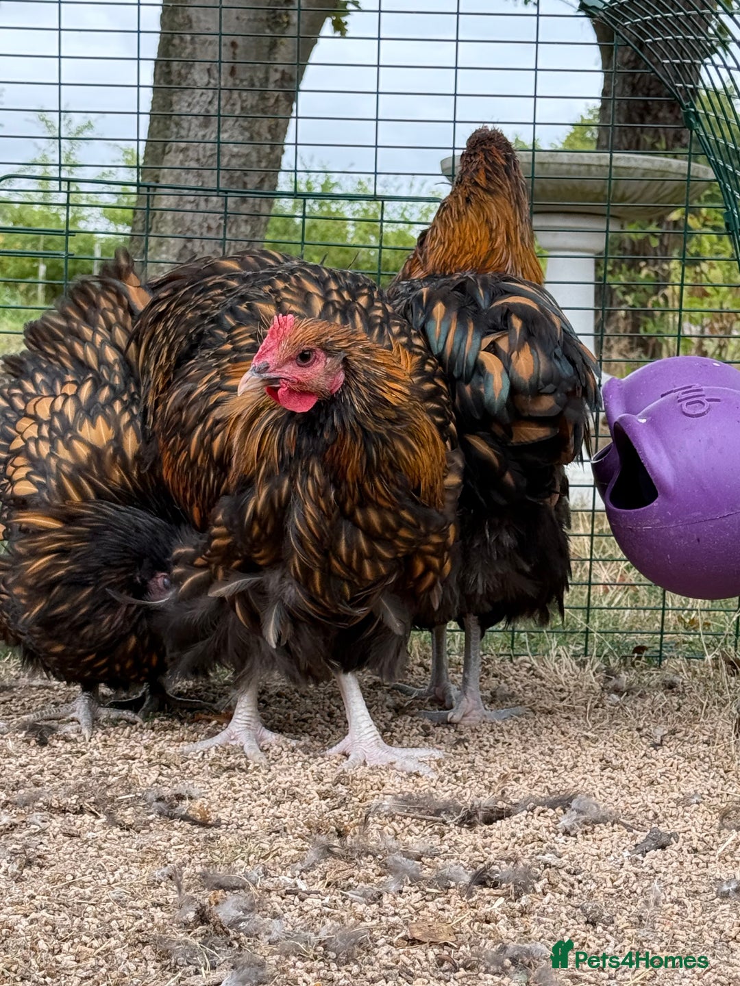 Chickens poultry for sale: 🐣 Beautiful Orpington Chicks & Cockerels for Sale - Image 4