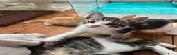 Mixed Breed cats for sale: Beautiful kittens need loving homes 🩷 in London - Advert 6