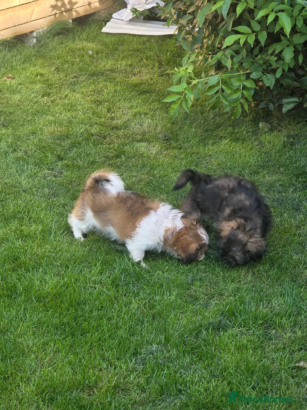 Shih Tzu dogs for sale: 1x male shih tzu 11 weeks old  - Advert 7