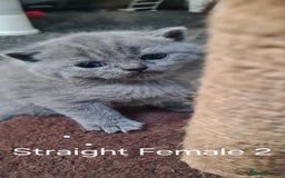 Scottish Fold cats for sale: Scottish Fold/British Shorthair Kittens  - Advert 3