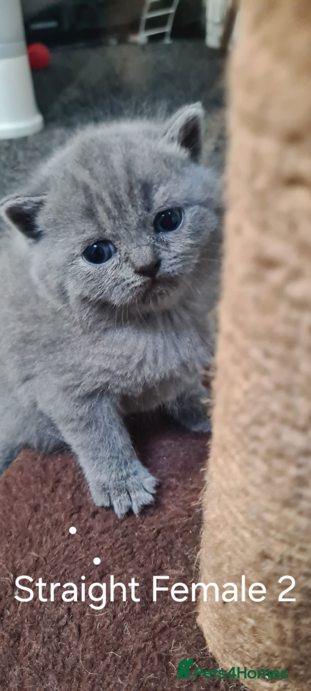 Scottish Fold cats for sale: Scottish Fold/British Shorthair Kittens  - Advert 3