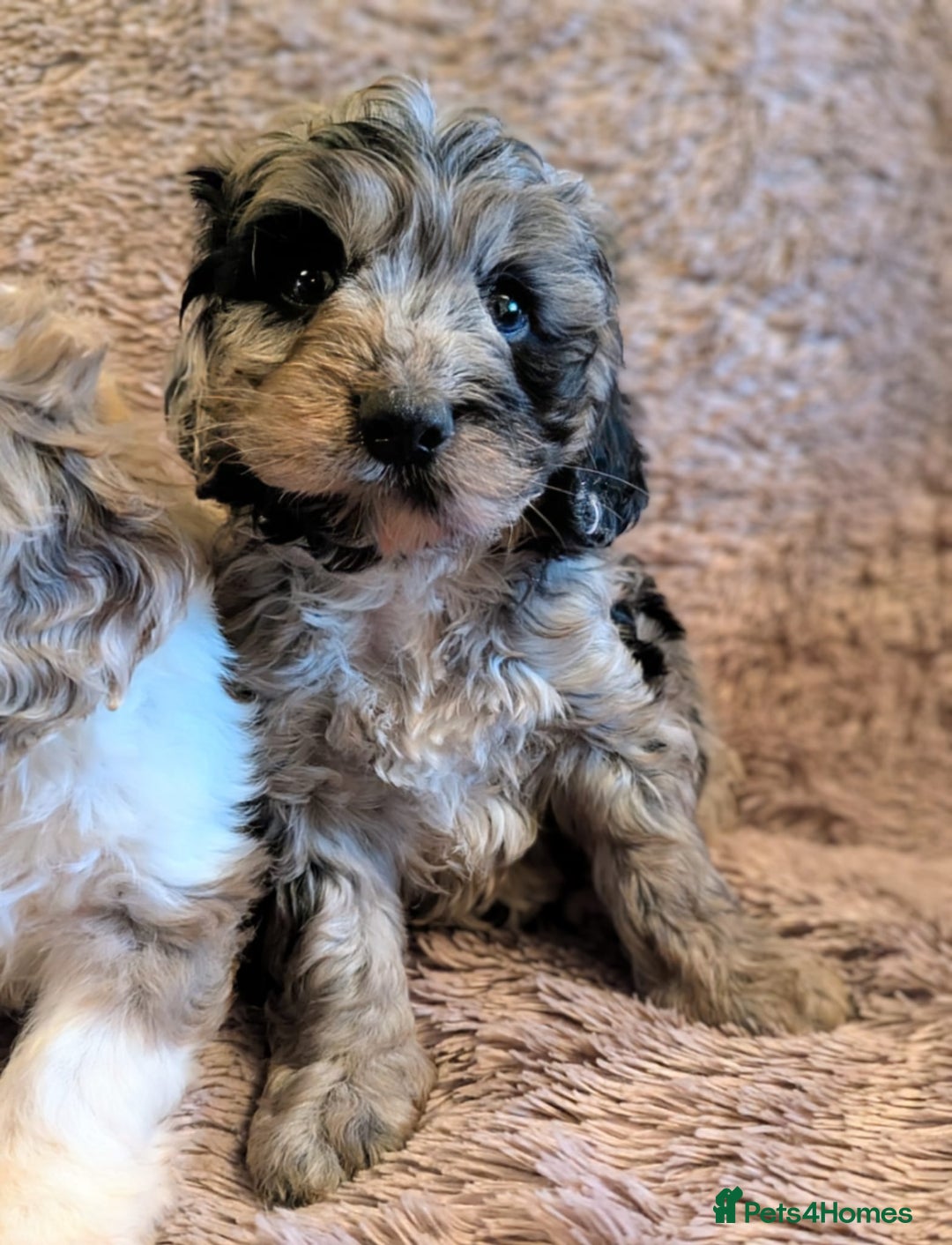 Cockapoo dogs for sale: Beautiful F1b cockapoo puppies - Advert 19