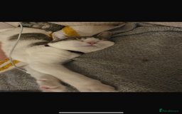 Mixed Breed cats for sale: Rebome my cat - Image 3