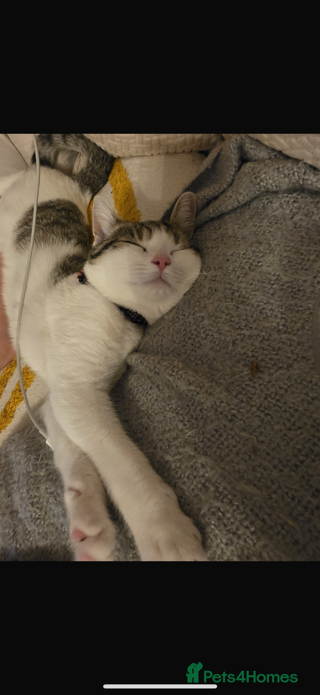 Mixed Breed cats for sale: Rebome my cat - Image 3