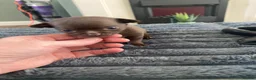 Chihuahua dogs for sale: Beautiful male chocolate chihuahua puppy in Middlesbrough - Advert 8
