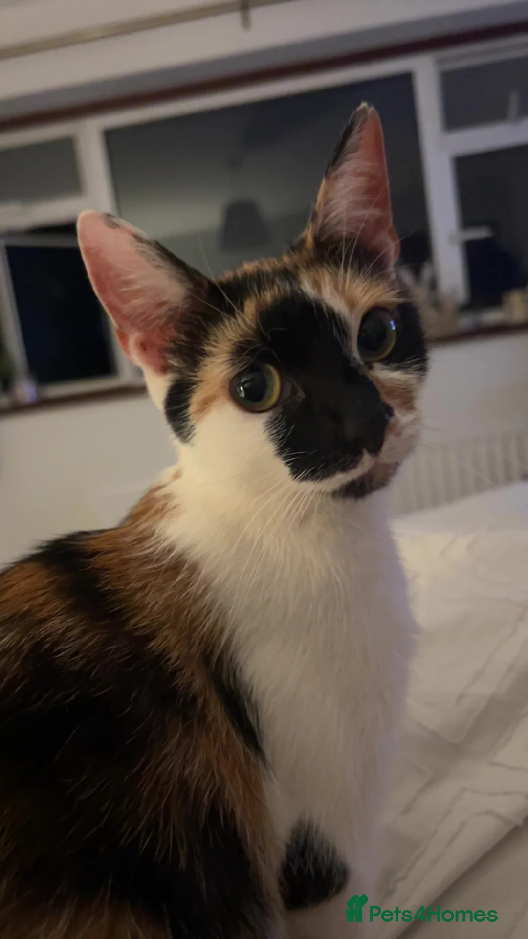 Domestic Shorthair cats for sale: FREE!! 6 playful kittens looking for homes!!  - Advert 1