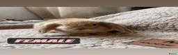 Mini Lop rabbits for sale: 6 MIXED GENDER BEAUTIFUL MINI LOP BUNNYS FOR SALE - Advert 9