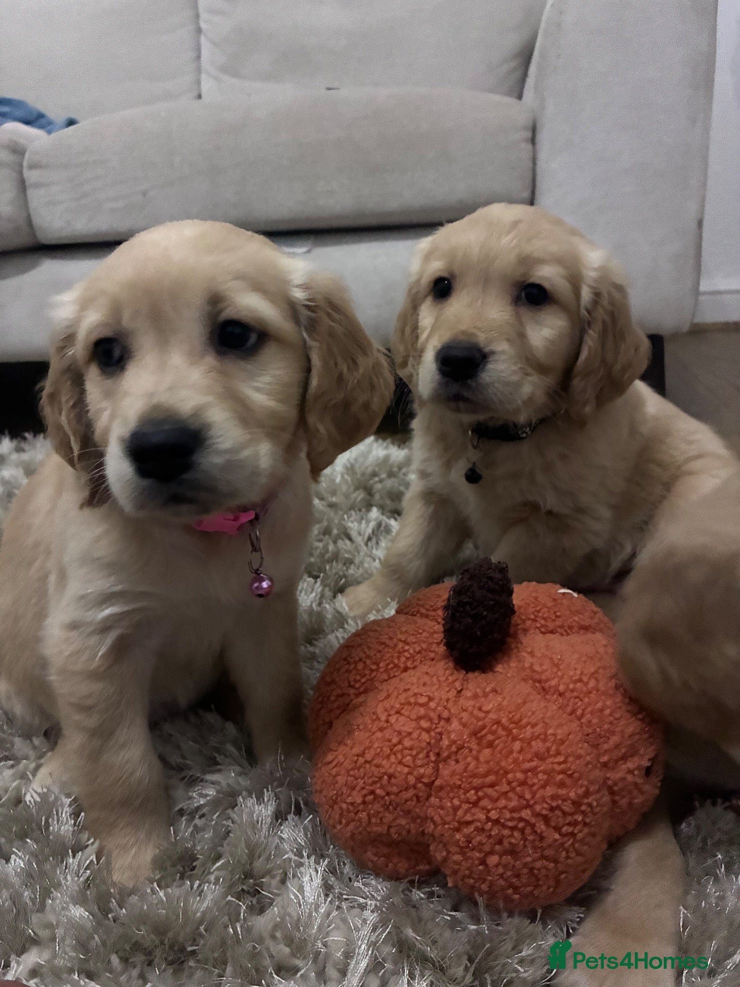 Golden Retriever dogs Red golden retrievers  - Advert 1