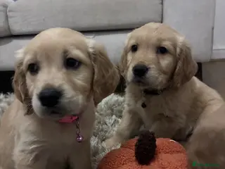 Golden Retriever dogs Red golden retrievers - Advert 1