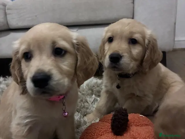 Golden Retriever dogs Red golden retrievers - Advert 7