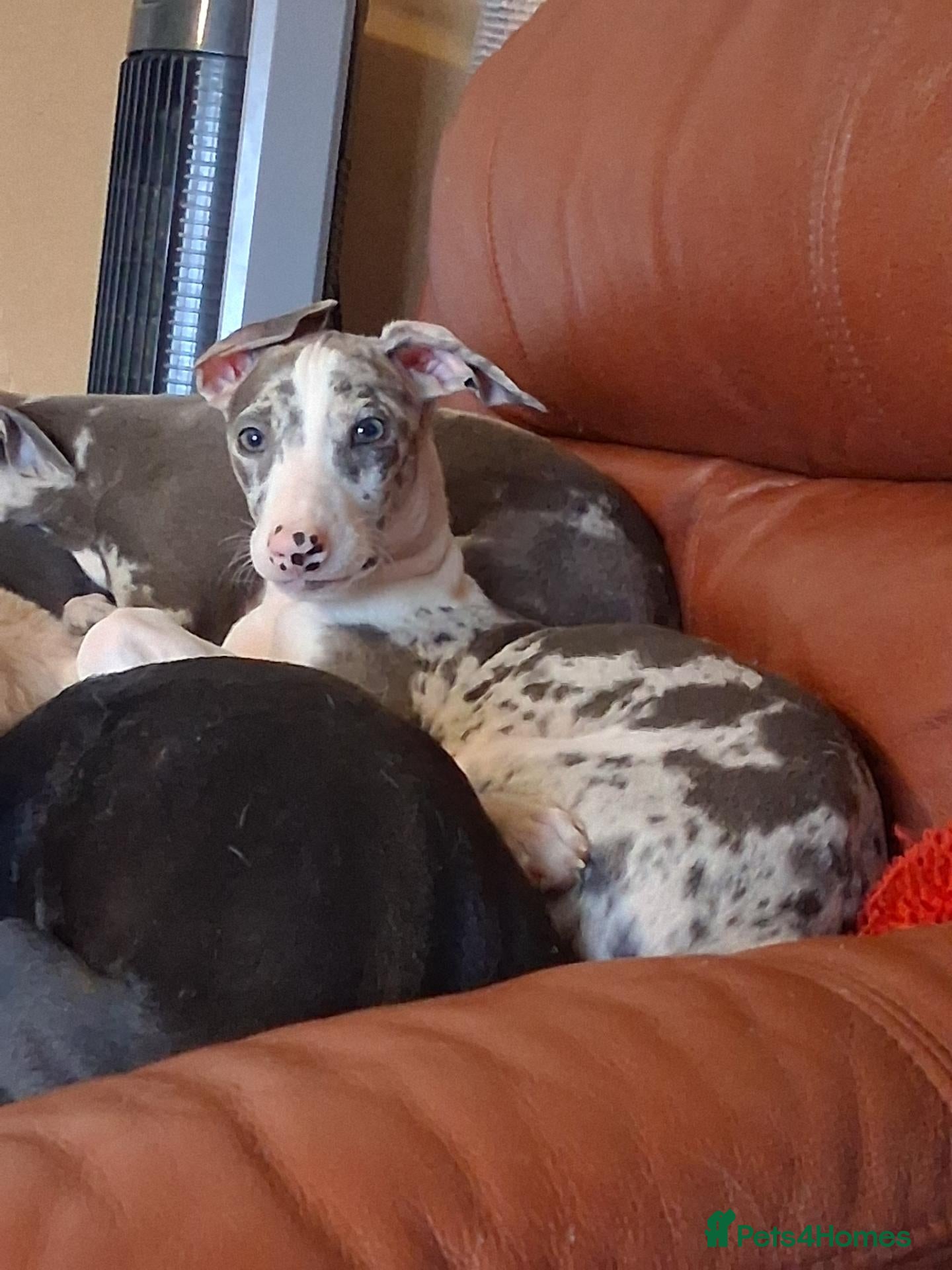 Italian Greyhound dogs for sale: Italian greyhound x whippet - Advert 17