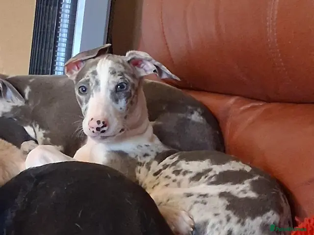 Italian Greyhound dogs for sale: Italian greyhound x whippet - Advert 2