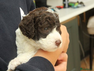 Mixed Breed dogs for sale - Advert 1