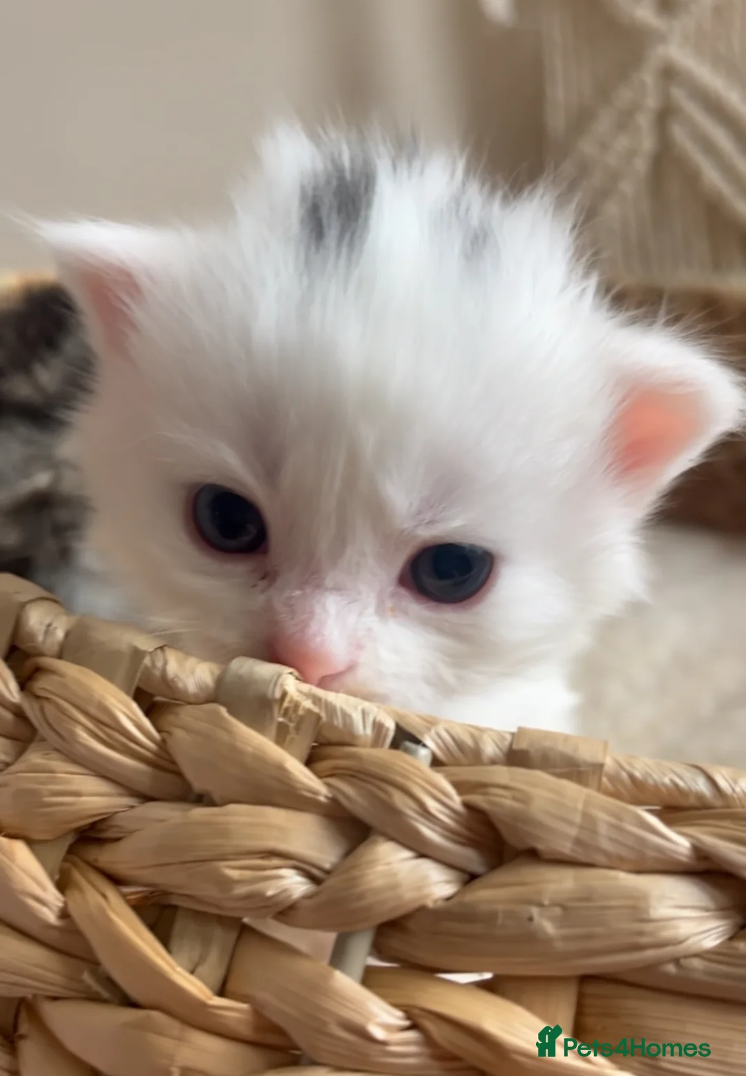 Siberian cats for sale: Four fluffy kittens - Advert 10