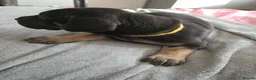 Great Dane dogs for sale: Great dane pups  - Advert 4