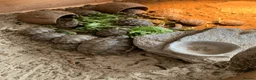 Tortoise reptiles for sale: Mediterranean Spur-thigh Hatchlings - Advert 2