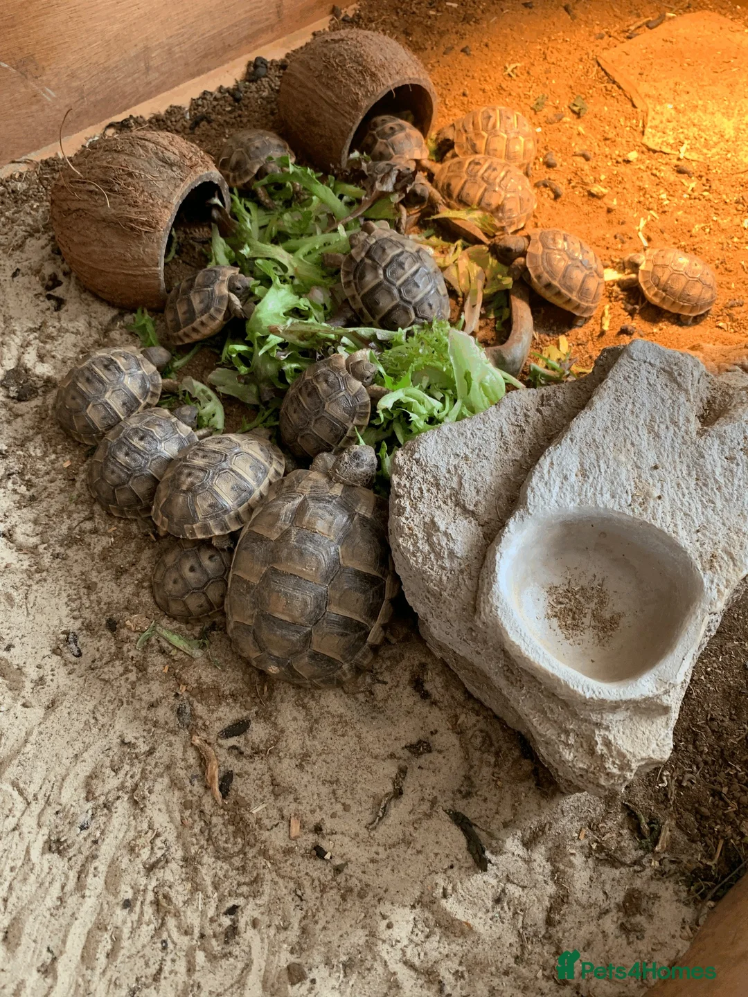 Tortoise reptiles for sale: Mediterranean Spur-thigh Hatchlings - Advert 2