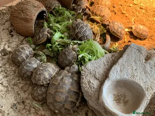 Tortoise reptiles Mediterranean Spur-thigh Hatchlings - Advert 2