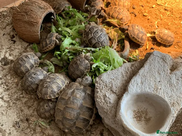 Tortoise reptiles Mediterranean Spur-thigh Hatchlings - Advert 2