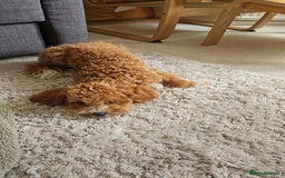 Cavapoo dogs for sale: Sweet little lady looking for a loving home - Image 5