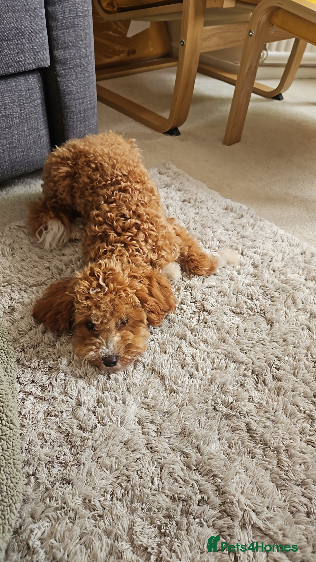 Cavapoo dogs for sale: Sweet little lady looking for a loving home - Image 5