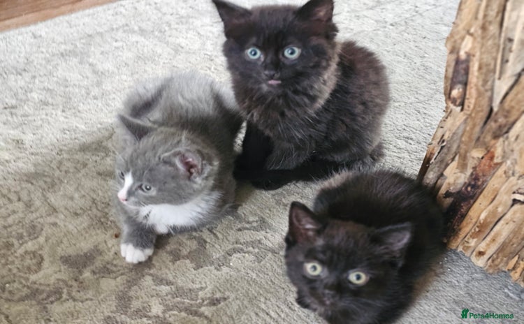 Mixed Breed cats - Advert 1