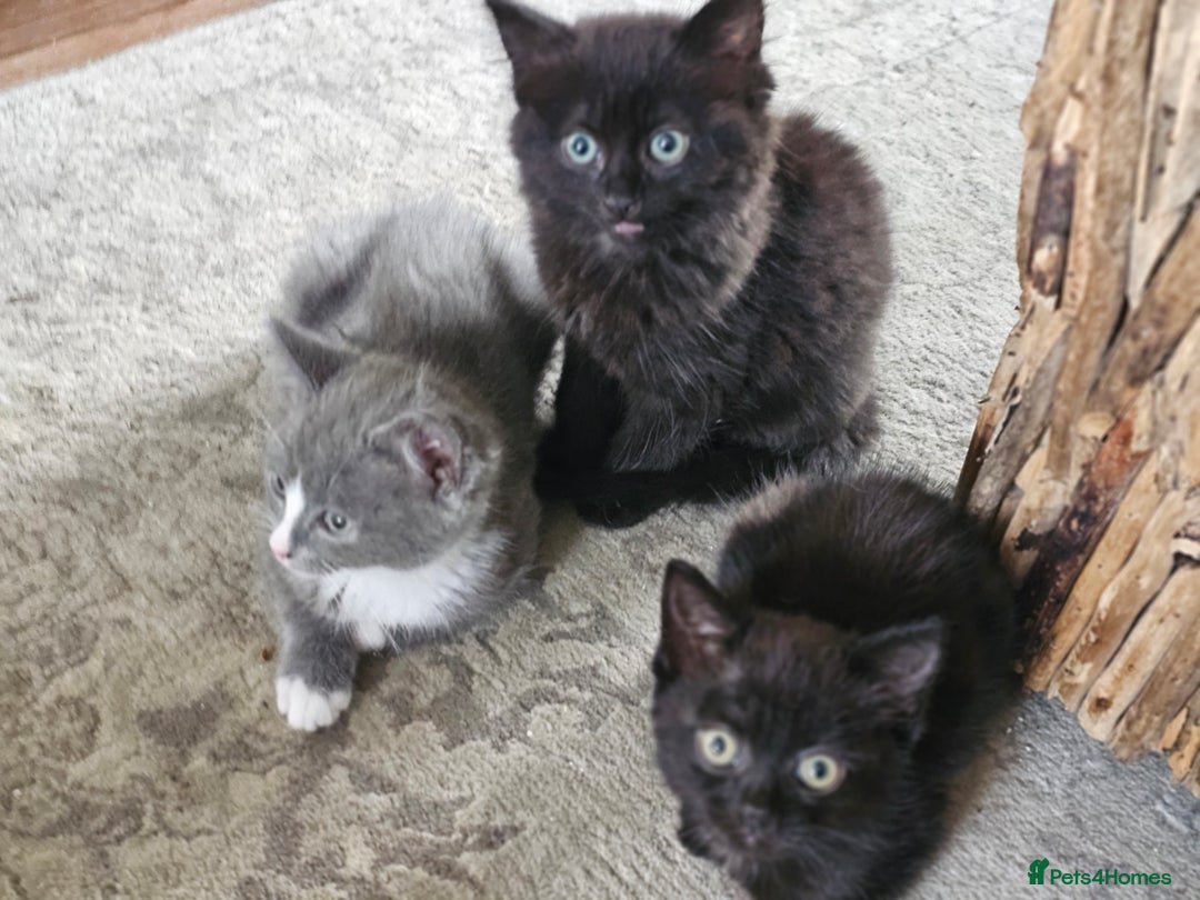 Mixed Breed cats for sale: 4 kittens looking for forever homes - Image 1