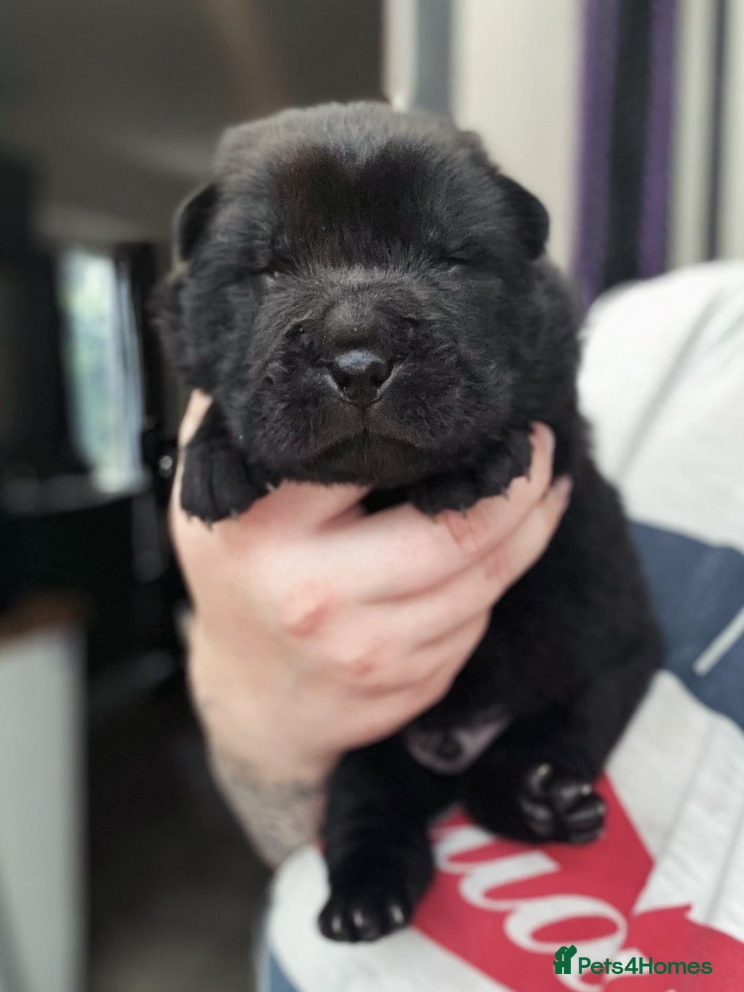 Shar Pei dogs for sale: REDUCED*READYNOW Beautiful bear/brush shar peis  - Image 24