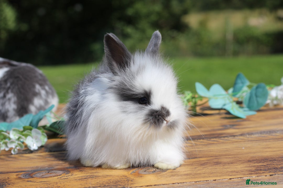 Angora rabbits for sale: Ready to leave - Angora X Bunny Rabbits  in Manchester - Image 3