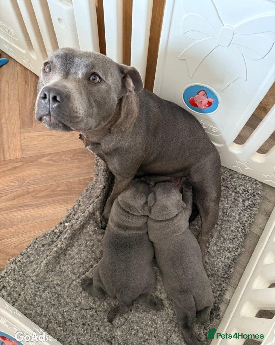 Staffordshire Bull Terrier dogs for sale: Staffordshire Bull Terrier puppies for sale - Advert 5