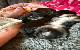 Mixed Breed dogs for sale: Froodle pups  - Image 20