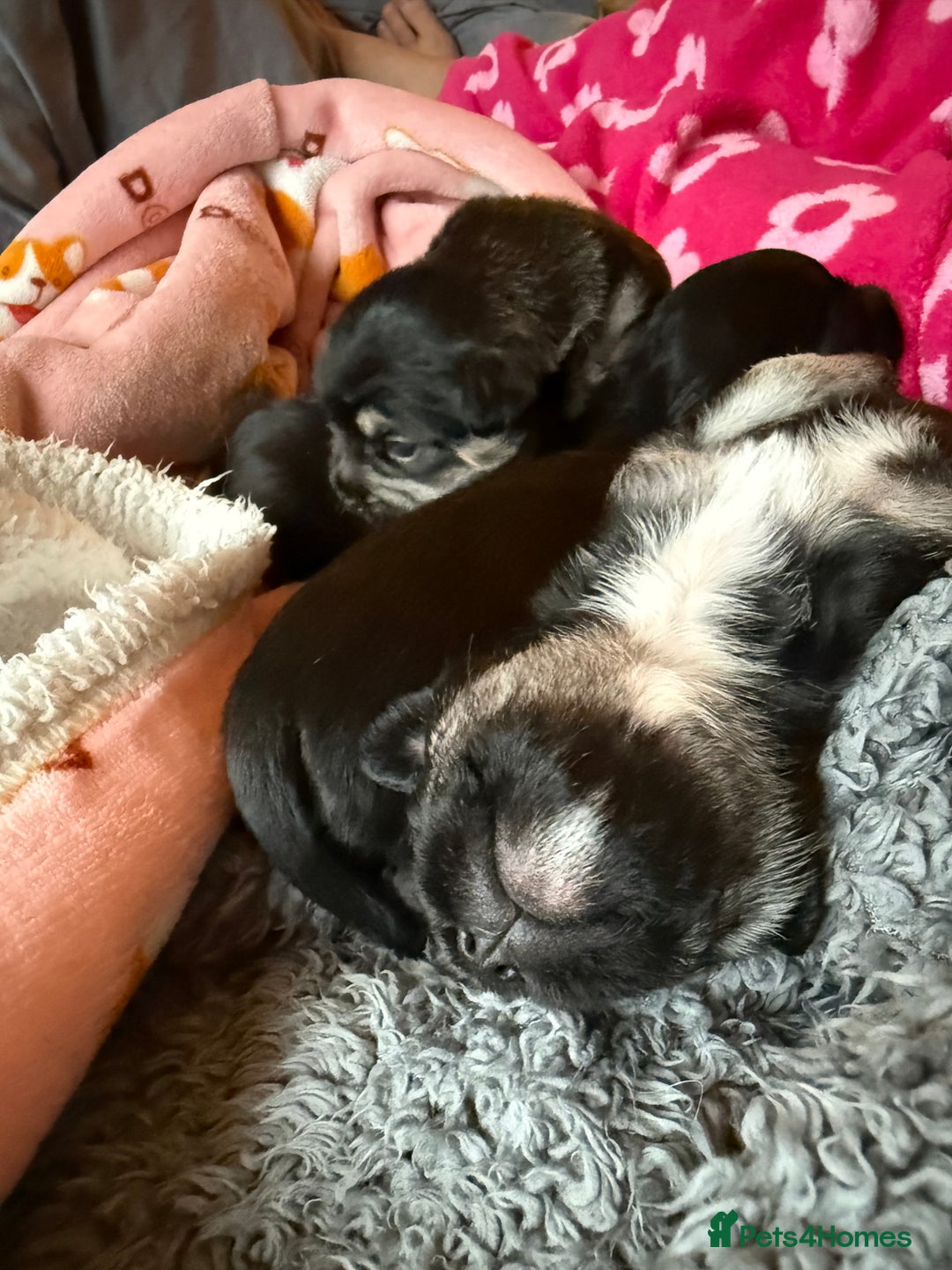 Mixed Breed dogs for sale: Froodle pups  - Image 20