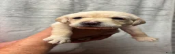 Labrador Retriever dogs for sale: KC Registered Labrador puppies - Advert 2